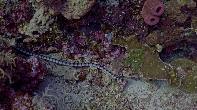 Underwater Life OLED Demo HDR 8K Ultra HD Dolby Vision&trade; 60fps