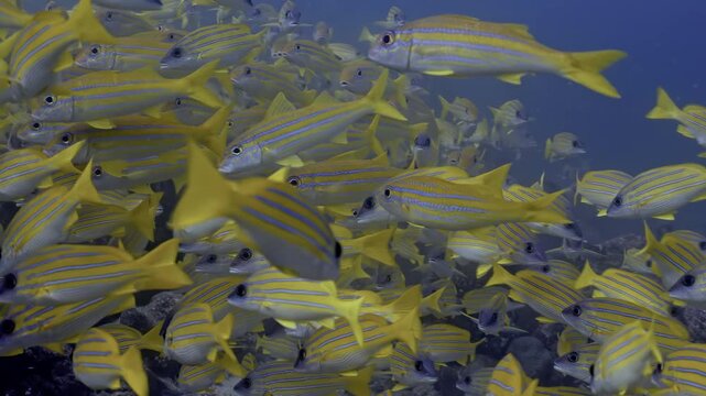 Underwater Life OLED Demo HDR 8K Ultra HD Dolby Vision&trade; 60fps
