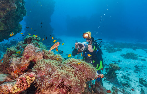 Underwater photographer filming clownfish and anemones on a coral reef in the Red Sea.
