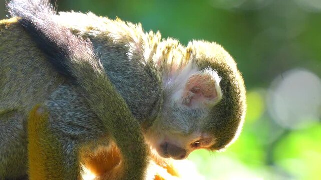 Squirrel monkey resting on a leafy branch in its natural tropical jungle habitat with vibrant sunlight 120fps 4K Slow Motion Captured in Cinematic High-Detail Wildlife Clip