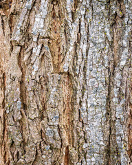 Fototapeta premium Robinia neomexicana Bark with Lichens – Detailed Organic Forest Texture