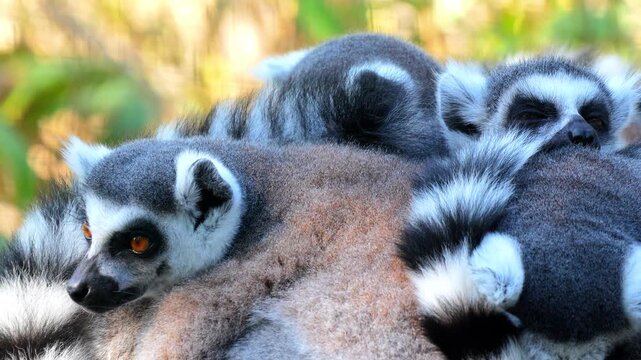 Ring-tailed lemurs huddling together for warmth and social bonding in a sunlit forest environment 120fps 4K Slow Motion Captured in Cinematic High-Detail Wildlife Clip