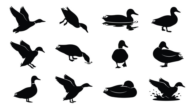 Diverse Silhouettes of Ducks in Various Poses and Activities.