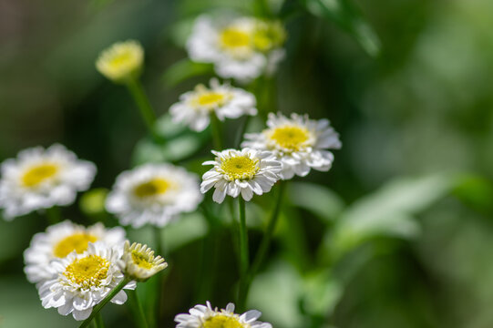 Tanacetum parthenium double white feverfew flowers macro in bloom, double feverfew flowering plant