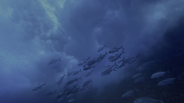 Underwater Life OLED Demo HDR 8K Ultra HD Dolby Vision&trade; 60fps