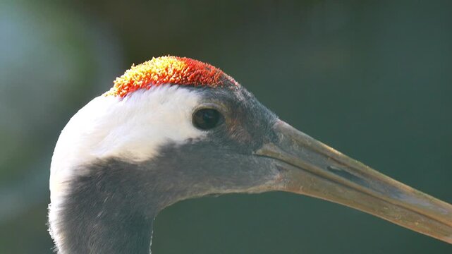 Red-crowned crane profile highlighting the iconic red patch and sharp eye against a soft natural background in a 120fps 4K Slow Motion Captured in Cinematic High-Detail Wildlife Clip
