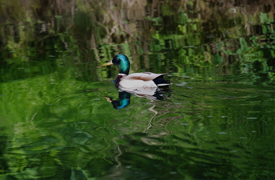 Stockente, Erpel mit Spiegelbild auf der S&uuml;lz in R&ouml;srath.