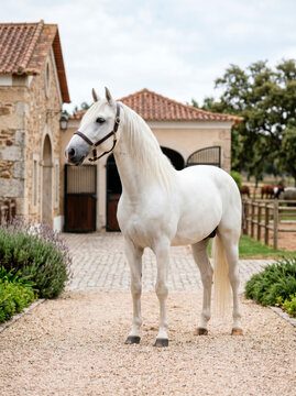 Cavalo lusitano branco em haras