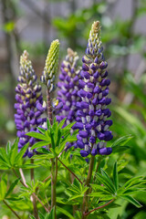 Fototapeta premium Lupinus polyphyllus large leaved lupine flowers in bloom, white blue flowering tall ornamental wild plant, green leaves