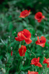 Fototapeta premium Papaver rhoeas common poppy seed bright red flowers in bloom, group of flowering plants on meadow, wild plant