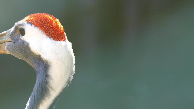 Sandhill crane showcasing its distinct red crown and grey plumage in a close-up profile view 120fps 4K Slow Motion Captured in Cinematic High-Detail Wildlife Clip