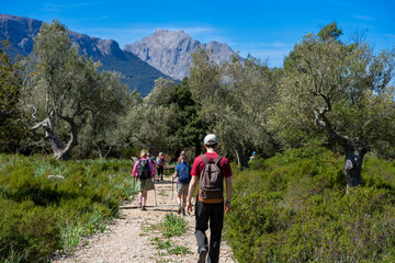 Fototapeta premium Mallorca, Spanien: Wanderung auf dem GR 221 zum Kloster Lluc, Santuari de Santa Maria de Lluc - Wandergruppe, im Hintergrund der Puig Major