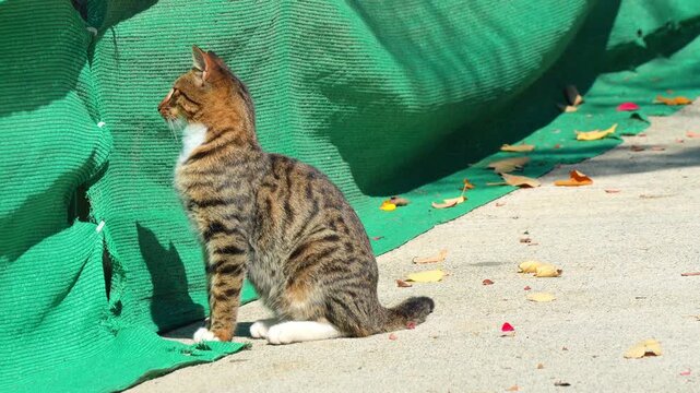 Tabby cat sitting alertly on a concrete sidewalk next to a green mesh fence in bright natural daylight 120fps 4K Slow Motion Captured in Cinematic High-Detail Wildlife Clip