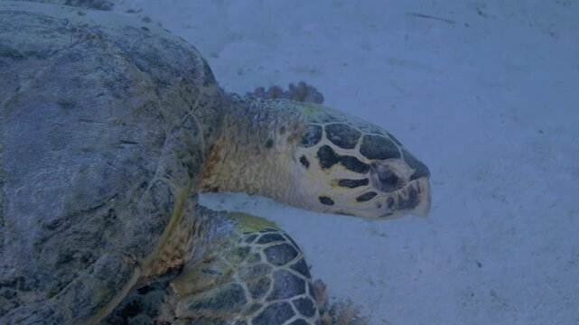 Underwater Life OLED Demo HDR 8K Ultra HD Dolby Vision&trade; 60fps