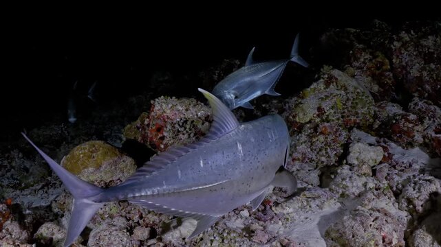 Underwater Life OLED Demo HDR 8K Ultra HD Dolby Vision&trade; 60fps