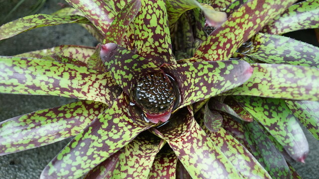 Bromeliad plant with spotted green and maroon leaves in rosette pattern