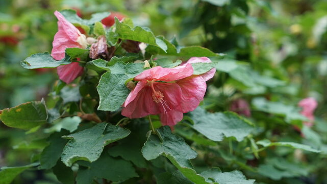 pink abutilon flowers blooming beautifully with lush green leaves in a garden