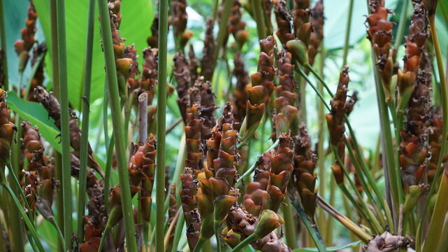 Tropical ginger family plant with brown cone inflorescences and tall green stems