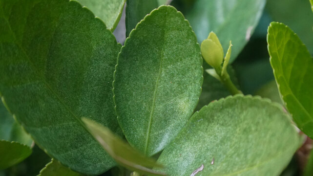 Close up of green Euonymus japonicus leaves with visible texture