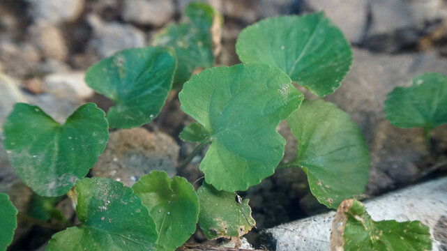 green Centella asiatica leaves growing on the ground