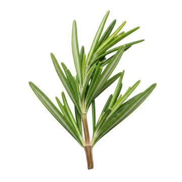 Fresh green rosemary sprig with small leaves