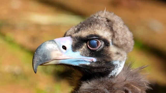 Vulture profile showing a close-up of its sharp beak and detailed plumage in a natural wilderness setting 120fps 4K Slow Motion Captured in Cinematic High-Detail Wildlife Clip