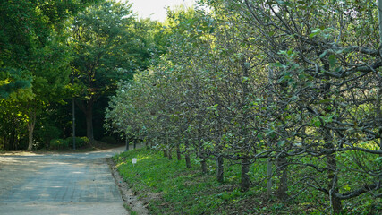 Fototapeta premium peaceful park landscape with a row of trees along a paved walking path