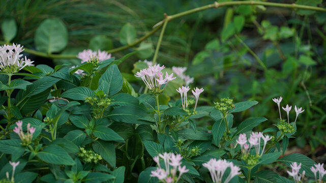 beautiful pink pentas lanceolata flowers blooming in the lush green garden