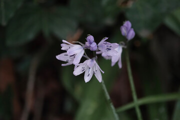 Fototapeta premium Flowers of a non-native bluebell, probably Hyacinthoides x massartiana, growing in the UK