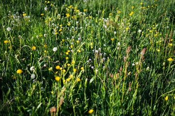 Naklejka premium Vibrant Spring Wildflower Meadow with Dandelions and White Blossoms