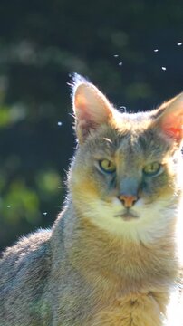 Caracal looking alertly across a sunlit meadow with insects swarming around its ears in a natural habitat 120fps 4K Slow Motion Captured in Cinematic High-Detail Wildlife Clip