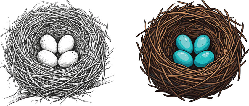 Bird Nest with Three Eggs in Natural and Colored Variations, Hand-Drawn and Digital Artwork for Nature and Wildlife Themes
