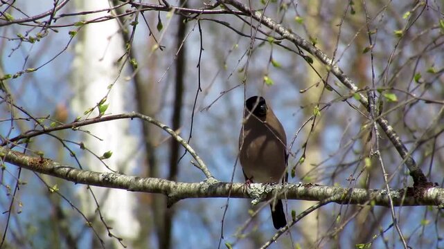A female bullfinch (Pyrrhula pyrrhula) sits on a birch branch.