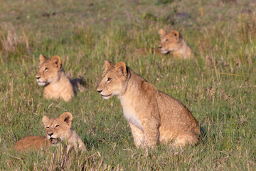 Lion Cubs Morning © George Erwin Turner