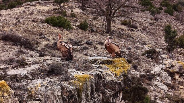 A pair of European griffon vultures (Gyps fulvus) resting on a limestone rock ledge in the rugged mountainous landscape of Teruel province, Aragon, Spain