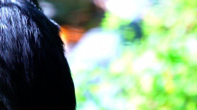 Rhinoceros hornbill blinking and observing its surroundings in a lush tropical jungle under bright natural sunlight 120fps 4K Slow Motion Captured in Cinematic High-Detail Wildlife Clip