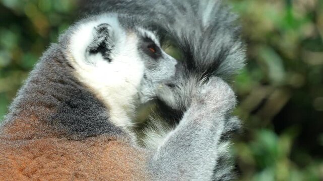 Ring-tailed lemur meticulously grooming its long black and white striped tail in a lush tropical forest habitat 120fps 4K Slow Motion Captured in Cinematic High-Detail Wildlife Clip