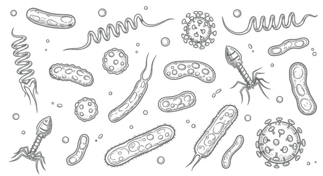 Hand Drawn Microorganisms Collection Featuring Various Bacteria, Viruses, and Bacteriophages in Vintage Sketch Style