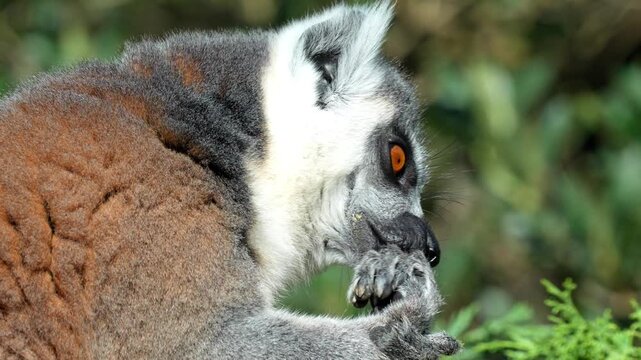 Ring-tailed lemur grooming its front paws and fingers while perched in a lush forest canopy under bright daylight 120fps 4K Slow Motion Captured in Cinematic High-Detail Wildlife Clip