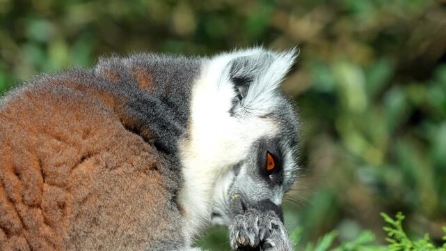 Ring-tailed lemur grooming its fur while sitting in a lush tropical forest under bright natural sunlight 120fps 4K Slow Motion Captured in Cinematic High-Detail Wildlife Clip
