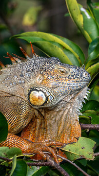 Cypress Sentinel: Large Orange Green Iguana Basking in a Florida Tree