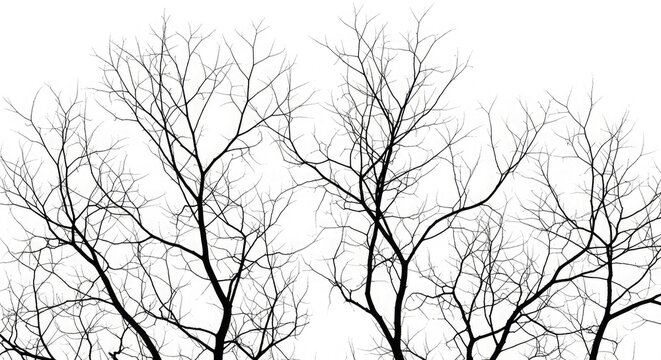 Silhouetted bare tree branches against a bright white sky
