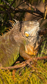 Cypress Sentinel: Large Orange Green Iguana Basking in a Florida Tree