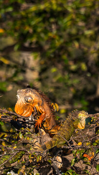 Sun-Basking Duo: Orange and Green Iguanas in a Florida Wetland