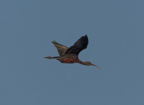 Bronze Traveler: Glossy Ibis in Flight Over South Florida Wetlands