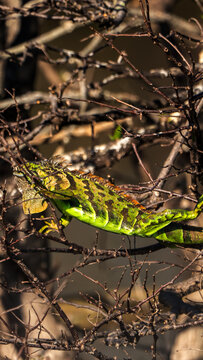 Cypress Sentinel: Large Orange Green Iguana Basking in a Florida Tree