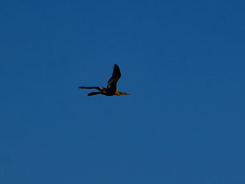 Soaring Silhouette: Anhinga in Flight Against a Clear Blue Florida Sky