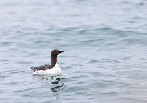 Common Murre swimming in the ocean water, wildlife photography