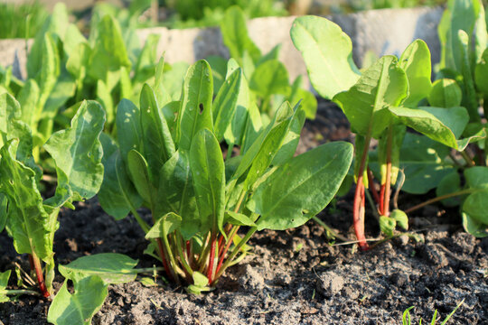 A bed of sorrel in a garden plot.