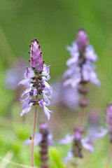Obraz premium Lobster bush (plectranthus neochilus) flowers in bloom